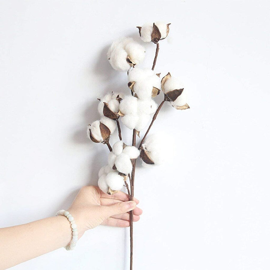 Artifical Flower Props: Naturally Dried Cotton Flower (10 heads) Prop Club 
